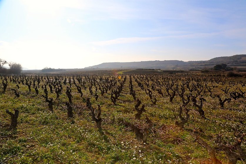 Viñedos de Rioja Alavesa (Foto: Maite Elorza)